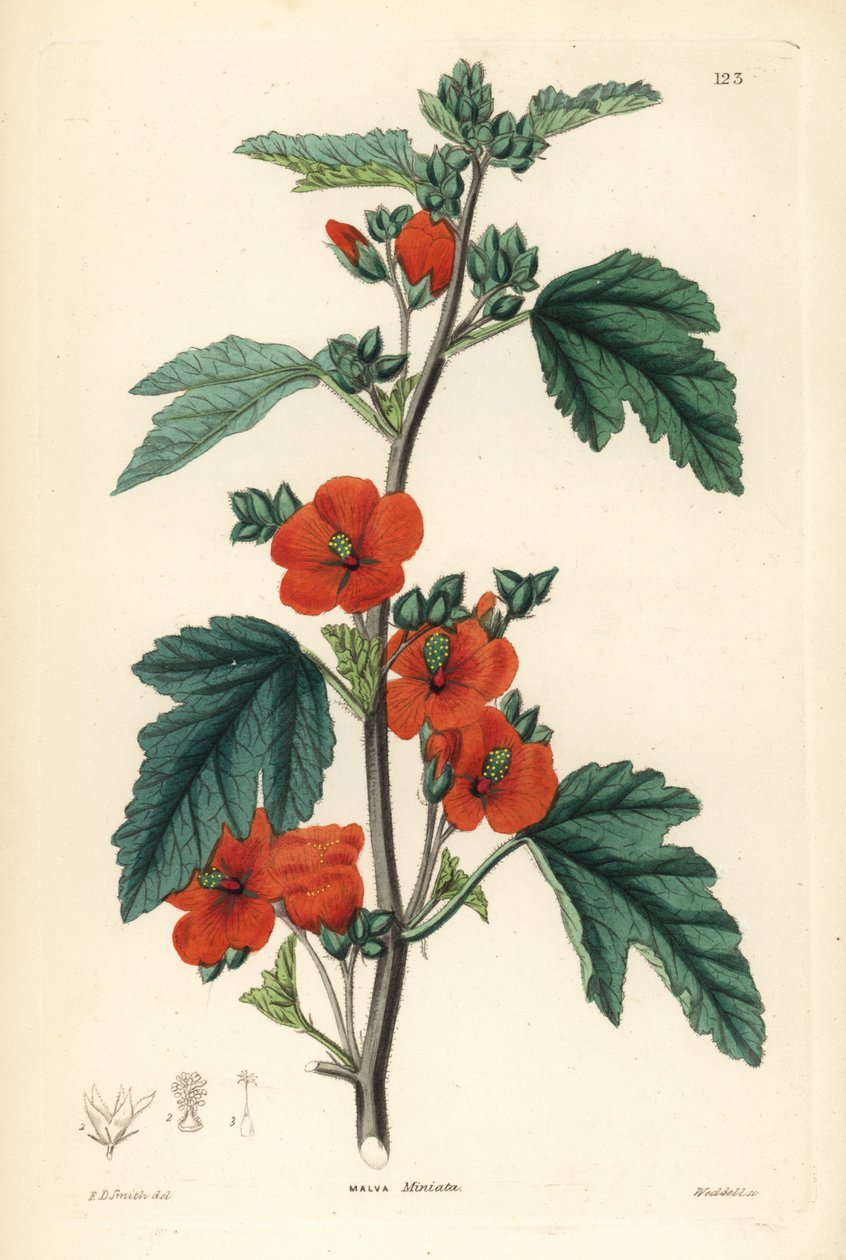Roodpaars - Globemallow, Sphaeralcea miniata (Vermilion-bloeiende kaasjeskruid, Malva miniata). Handgekleurde kopergravure door Weddell naar Edwin Dalton Smith uit John Lindley en Robert Sweet