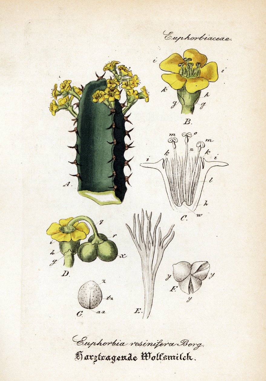 Harswolfsmelk, Euphorbia resinifera. Handgekleurde kopergravure uit Dr. Willibald Artus