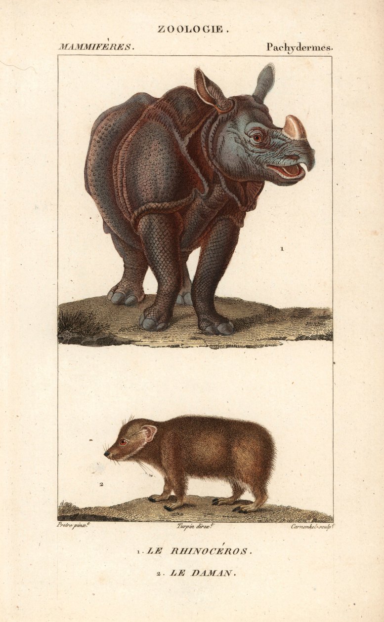 Neushoorn en daman - Gravure door Jean Gabriel Pretre, gegraveerd door Carnonkel, voor het woordenboek van natuurwetenschappen: zoogdieren door Frederic Cuvier, bewerkt door Pierre Jean Francois Turpin door Unbekannter Künstler