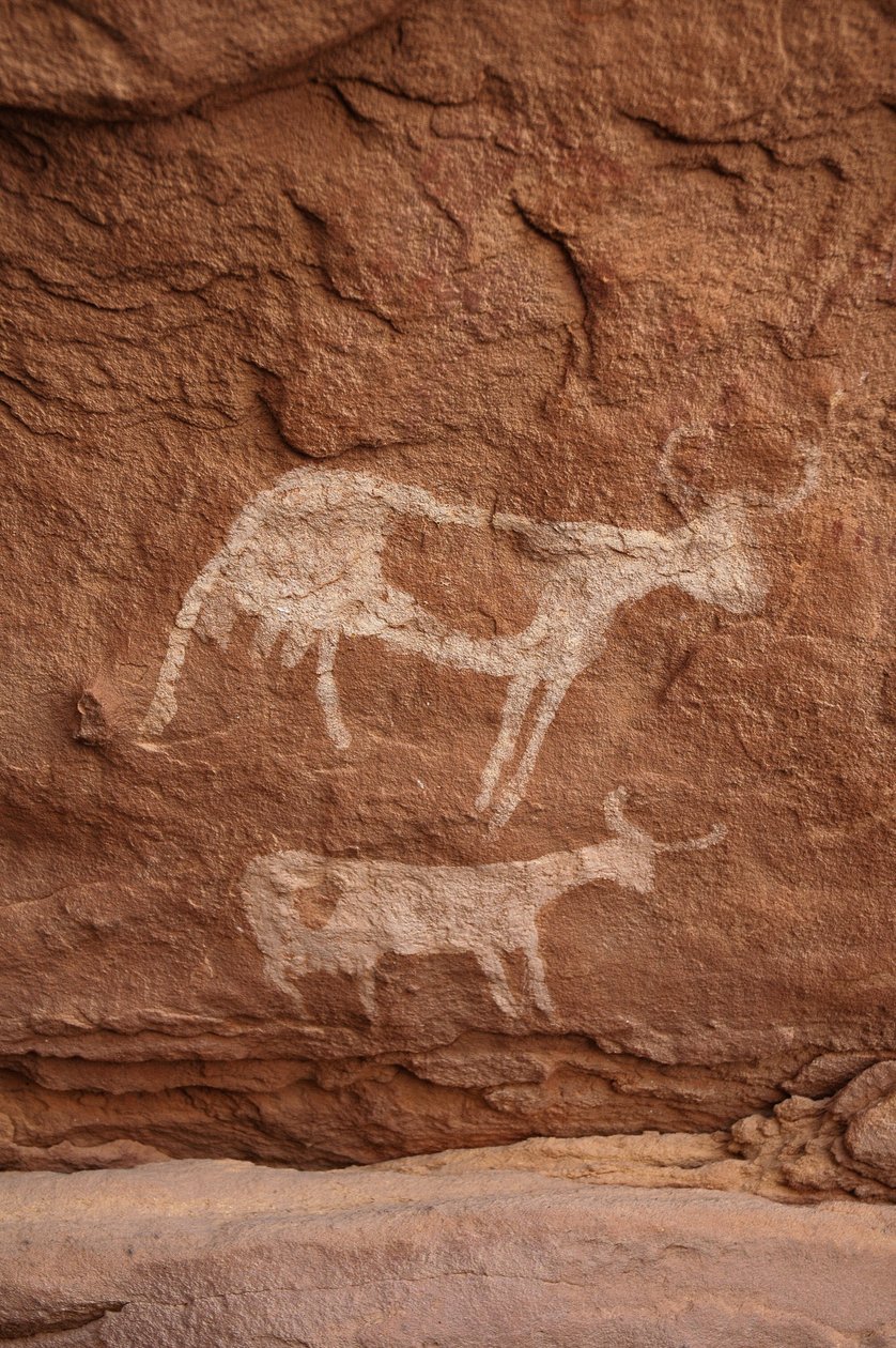 Rotstekeningen, Prehistorie: Rotsschildering van twee koeien met grote hoorns (langhoorn) in een versierd onderkomen, in het Uweinat-massief, Soedan (Karkur-Talh of Karkur Talh). Periode van 8000 tot 3000 jaar v.Chr. Fotografie door Unbekannt