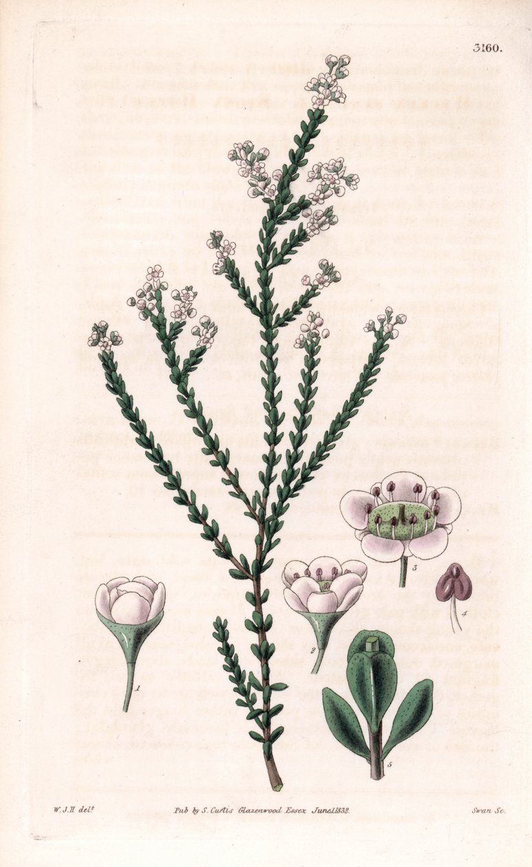 Rots thryptomene, Thryptomene saxicola (Zuidwest-Australische rotstuinstruik). Handgekleurde kopergravure door Swan naar een illustratie van William Jackson Hooker uit Samuel Curtis