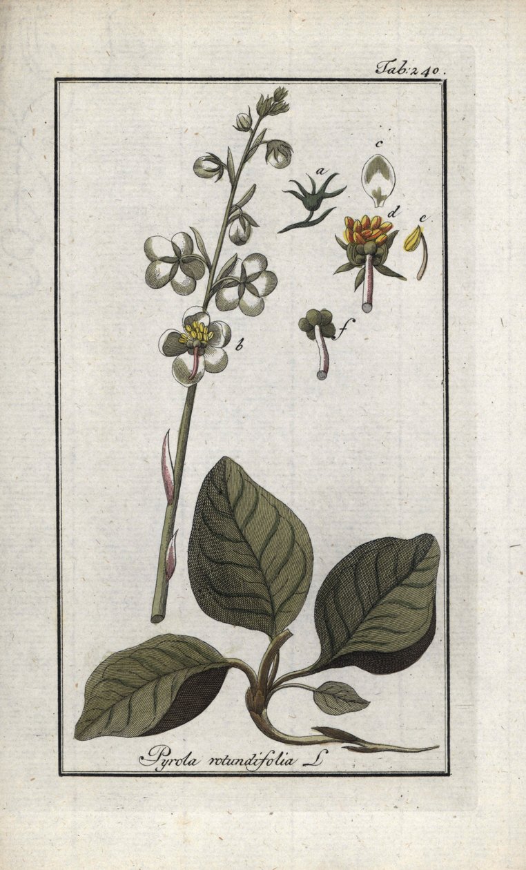 Rondbladige Pyrole (Pyrola rotundifolia). Lithografie uit 