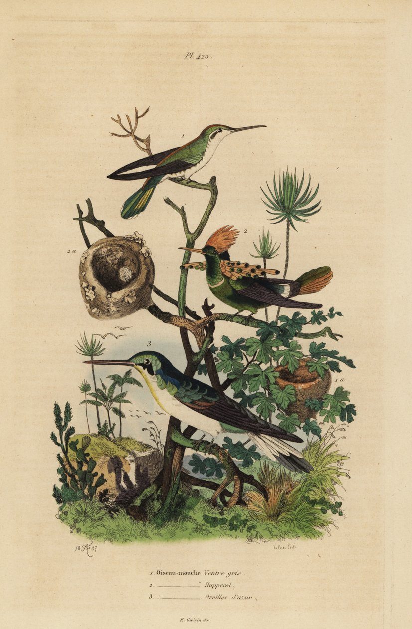 Roodstaartkolibrie, Amazilia tzacatl, Kuifkolibrie, Lophornis ornatus, en zwartoorfee, Heliothryx auritus door Unbekannt