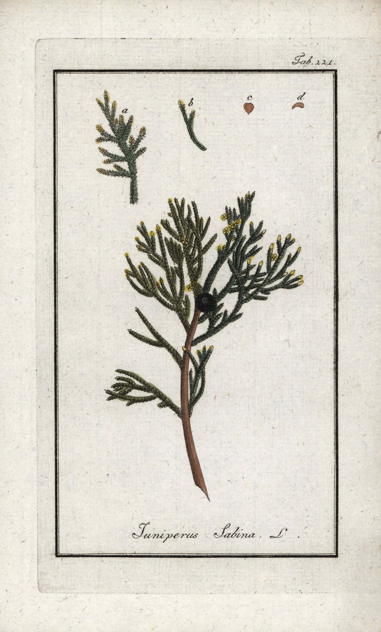 Sabijnse jeneverbes (Juniperus sabina). Lithografie uit “Afbeelding der Artseny-Gewassen” door Johannes Zorn (1739-1799), Nederland door Unbekannter Künstler