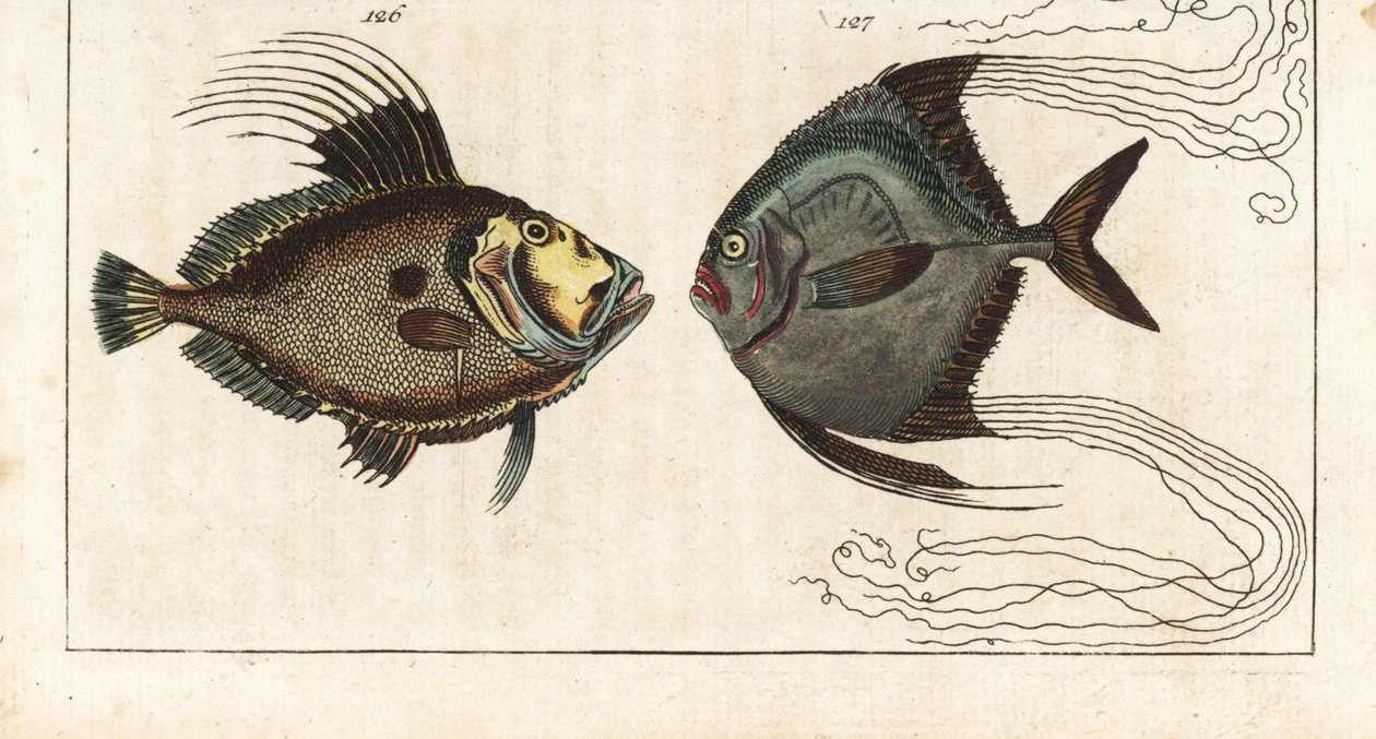 Sintsteen (of zeehaan, doree of zee) - schoenmakerdraad (of gevederde carangue) - Sint-pieter, Zeus faber 126, en Afrikaanse pompano, Alectis ciliaris 127. Handgekleurde kopergravure uit Gottlieb Tobias Wilhelm