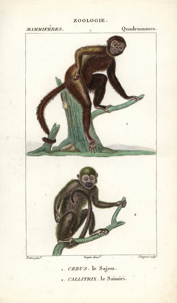 Sajou of saphogano of kapucijn en saimiri of doodshoofdaapje - Gravure door Jean Gabriel Pretre, gegraveerd door Carnonkel, voor het woordenboek van natuurwetenschappen: zoogdieren door Frederic Cuvier, bewerkt door Pierre Jean Francois Turpin door Unbekannter Künstler