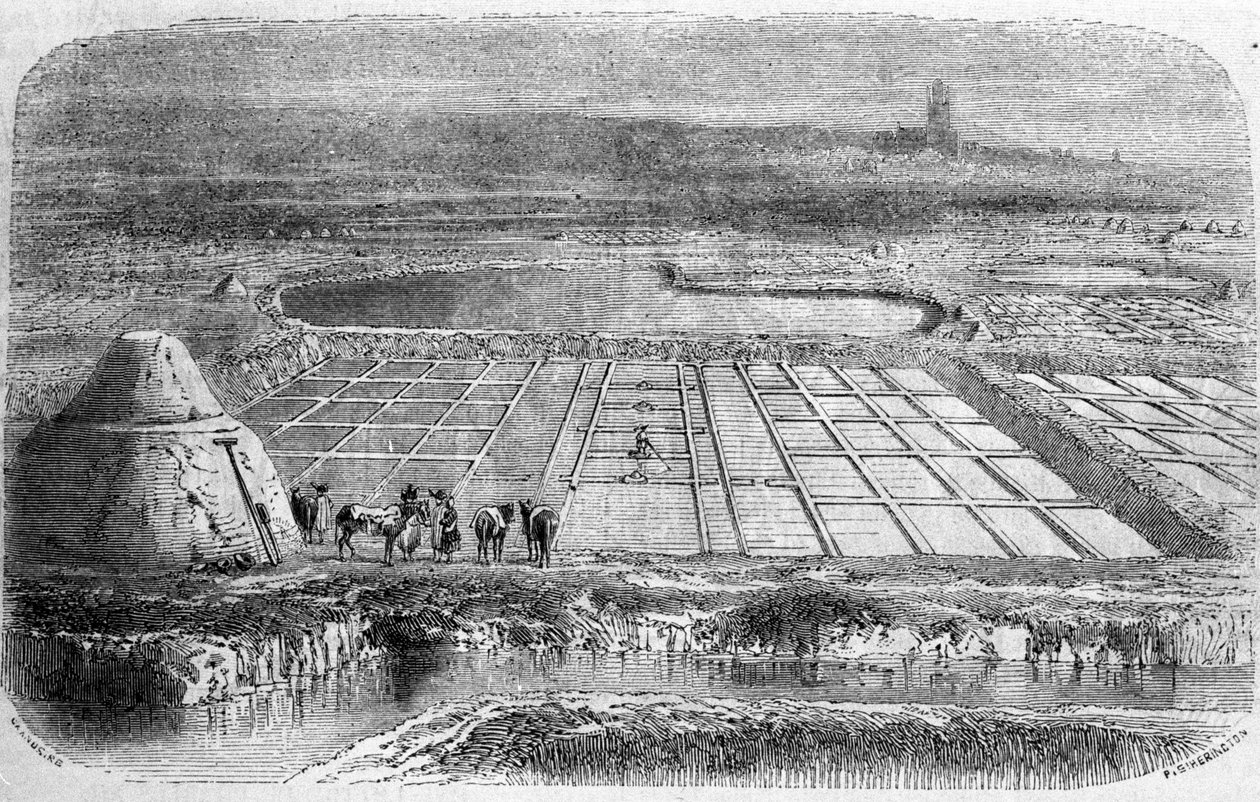 Zoutproductie: zoutmoerassen (saline) van Zuid-Frankrijk. Gravure uit de 19e eeuw door Unbekannt