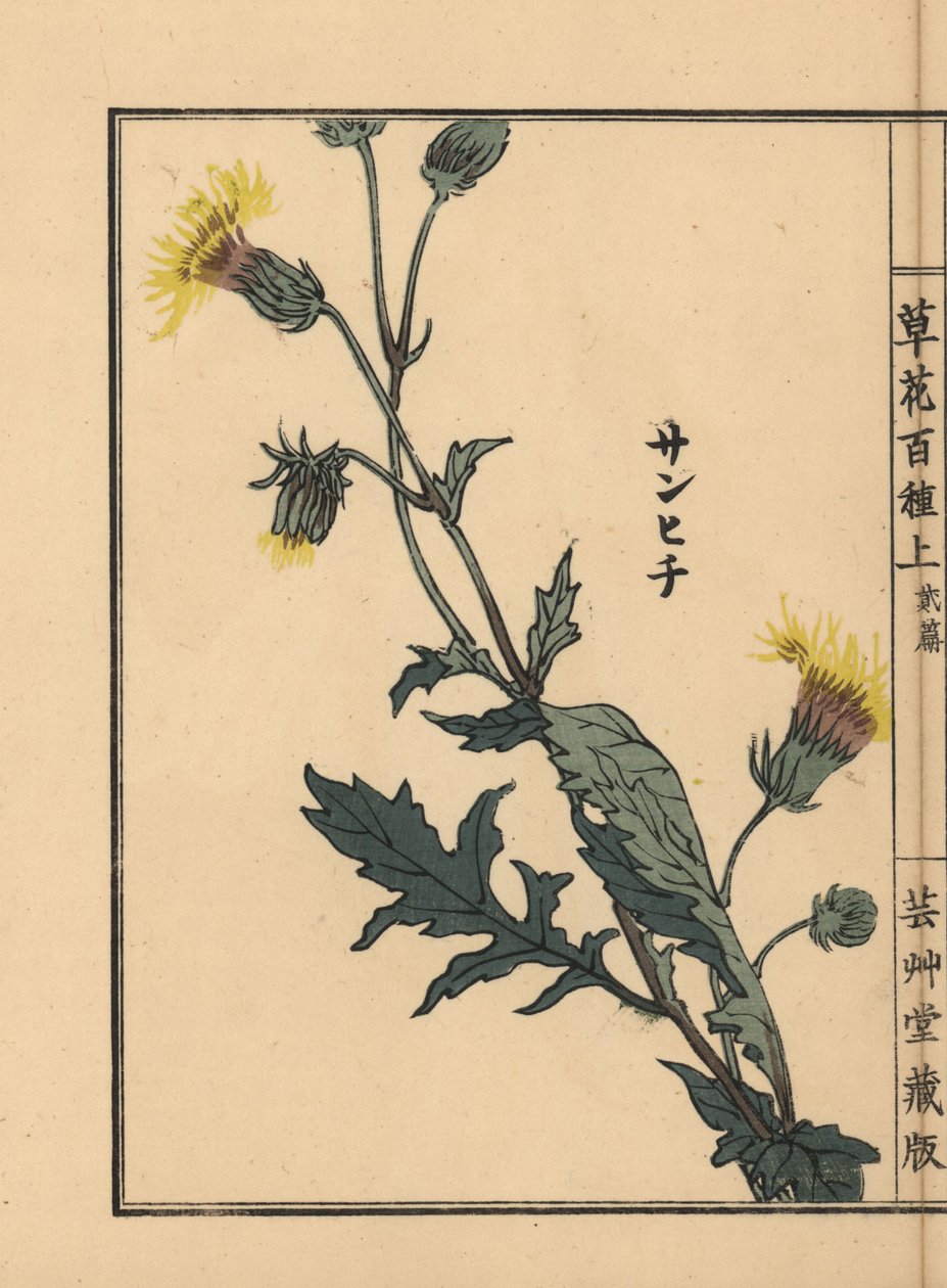 Sanhichisou of Japanse paarse passie, Gynura japonica door Unbekannter Künstler