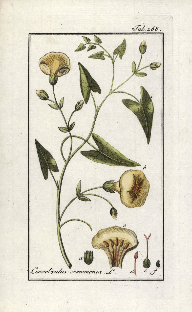Scamonee (Convolvulus scammonia). Lithografie uit 