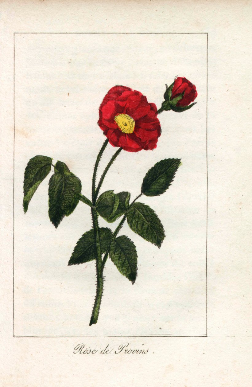 Scharlaken Provence roze, roos van Provins, Rosa gallica. Handgekleurde kopergravure van een illustratie door Miss Prudhomme uit 