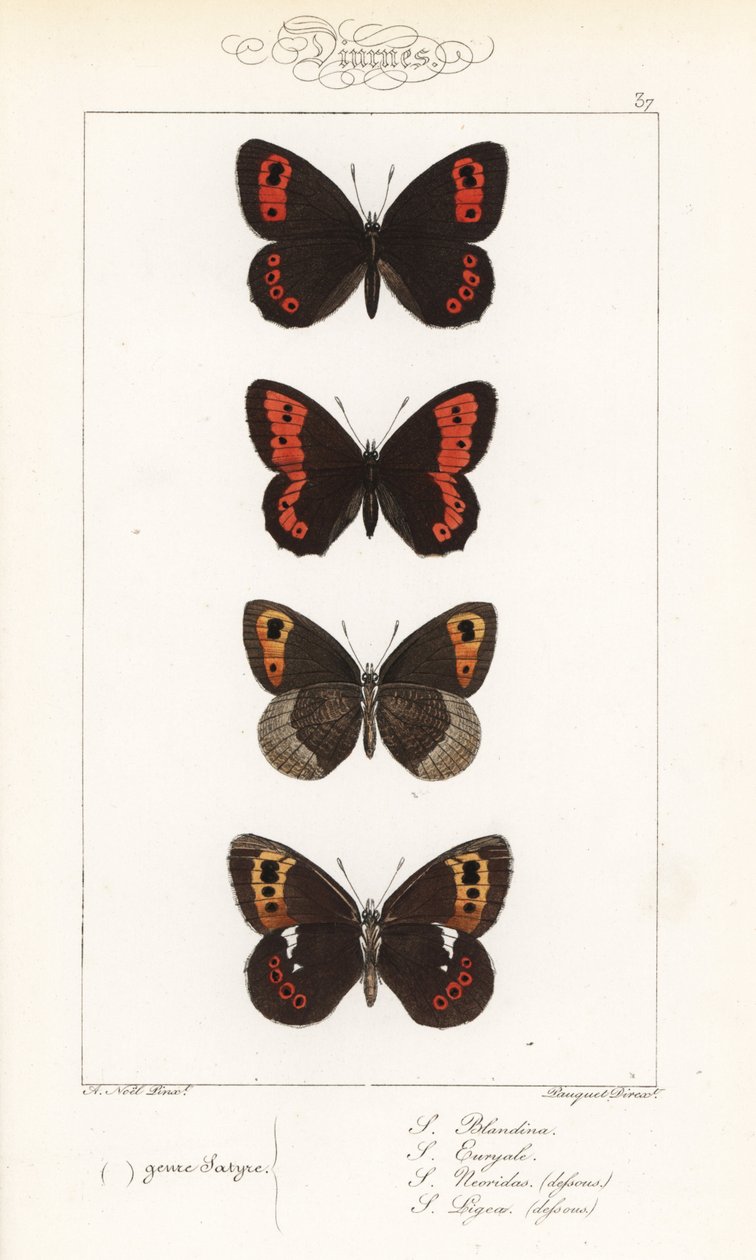 Scotch argus, Erebia aethiops, grote ringoog, Erebia euryale, herfst ringoog, Erebia neoridas (ventraal), en Arran bruin, Erebia ligea (ventraal) door Unbekannter Künstler