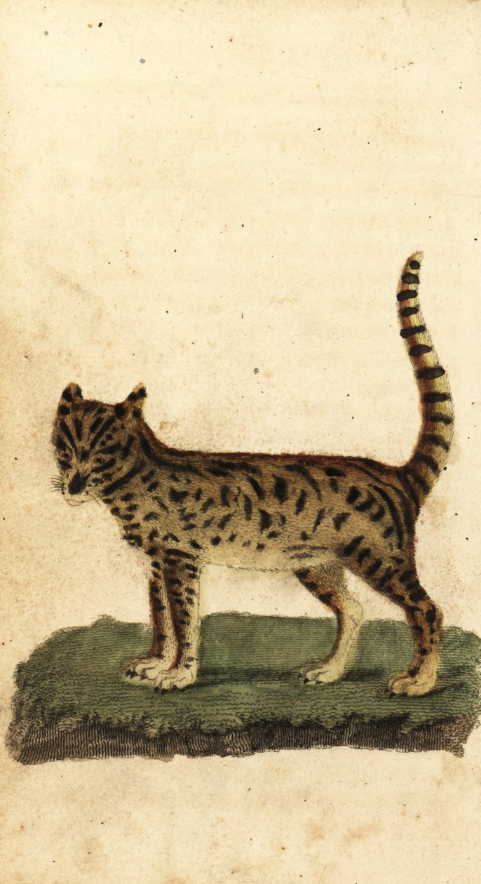 Serval, Leptailurus serval door Unbekannter Künstler