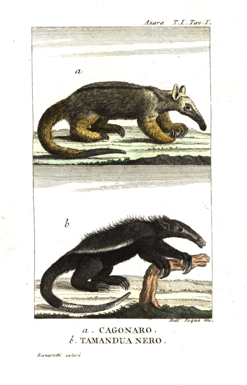 Zijdeachtige miereneter of dwergmiereneter (Fourmilier) (Azara