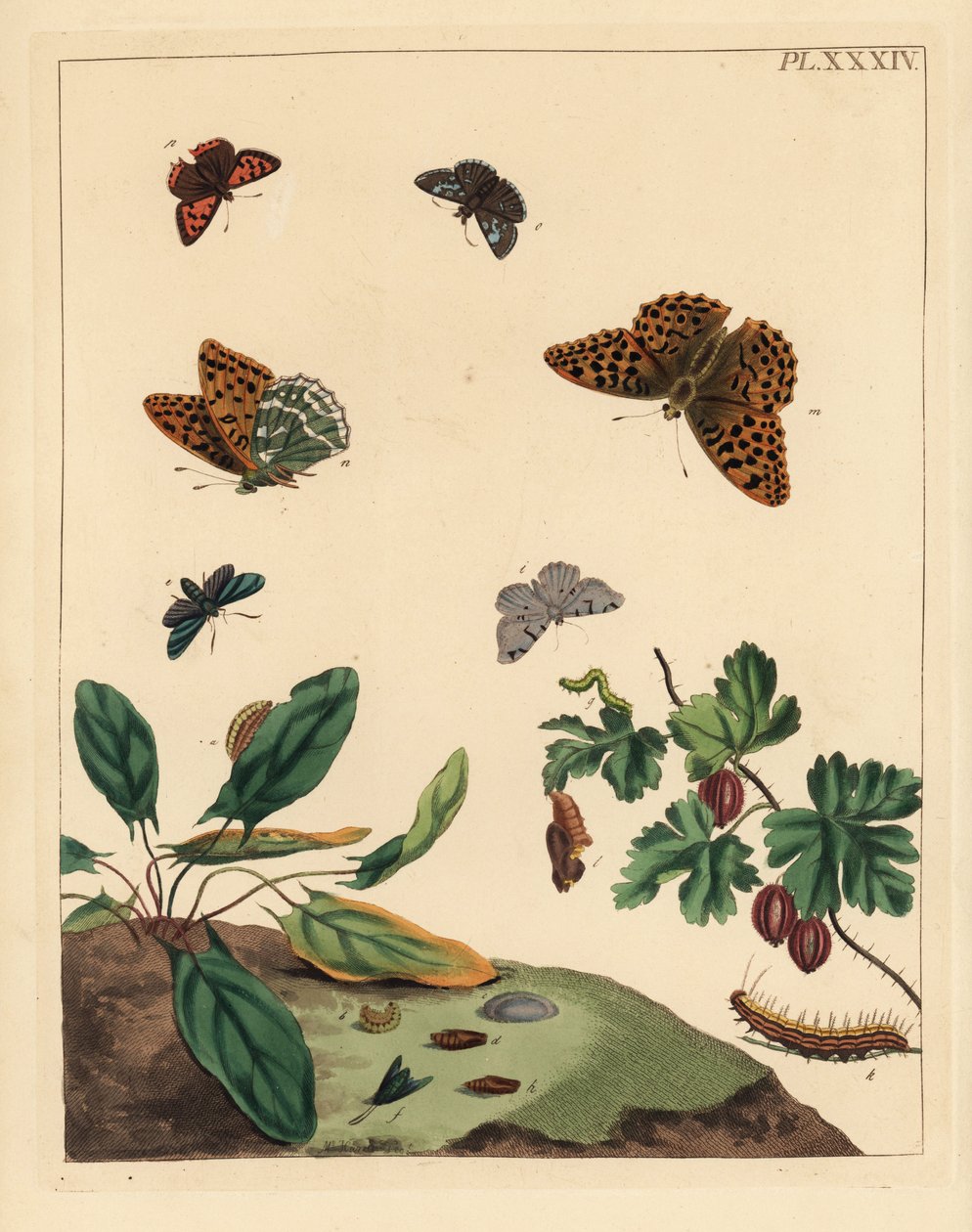 Zilvergewassen parelmoervlinder, Argynnis paphia, boswachtermot, Adscita statices, L. of kruisbesmot, Halia vauaria, kleine vuurvlinder, Lycaena phlaeas, vale schipper, Erynnis tages, en kruisbesstruik, Ribes grossularia door Unbekannter Künstler