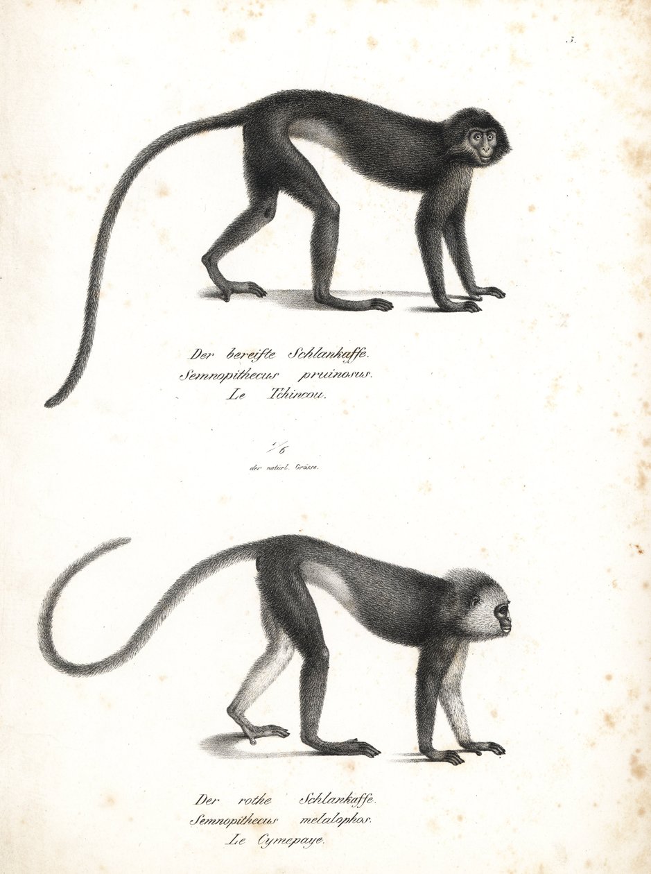 Zilveren lutung, Trachypithecus cristatus (Semnopithecus pruinosus) en Sumatraanse surili, Presbytis melalophos (Semnopithecus melalophos) bedreigd. Lithografie door Karl Joseph Brodtmann uit Heinrich Rudolf Schinz