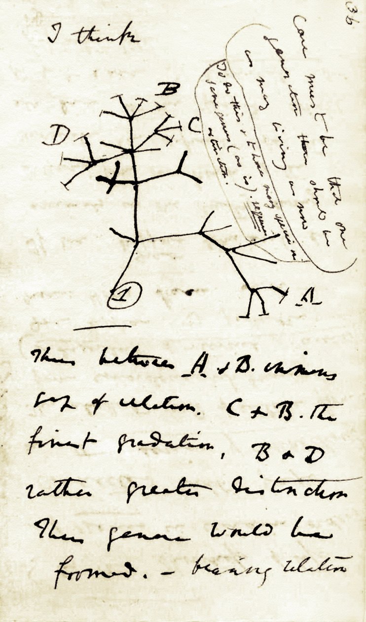 Schets door Charles Darwin (1809-1882) uit zijn eerste notitieboek Transmutation of species: dit is zijn eerste diagram met betrekking tot zijn evolutietheorie. 1837 door Unbekannter Künstler