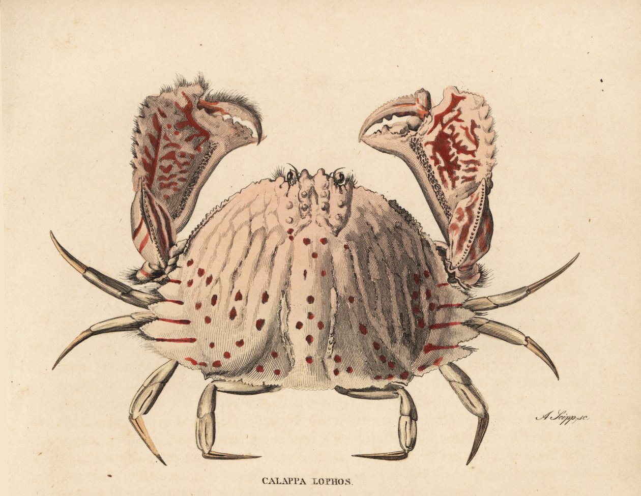 Gladde of roodgevlekte dooskrab, Calappa calappa (Calappa lophos). Handgekleurde staalgravure door A. Scipp uit Georg Friedrich Treitschke