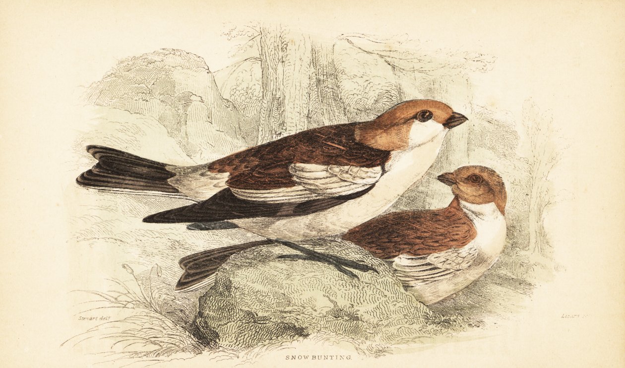 Sneeuwgors, Plectrophenax nivalis door Unbekannter Künstler