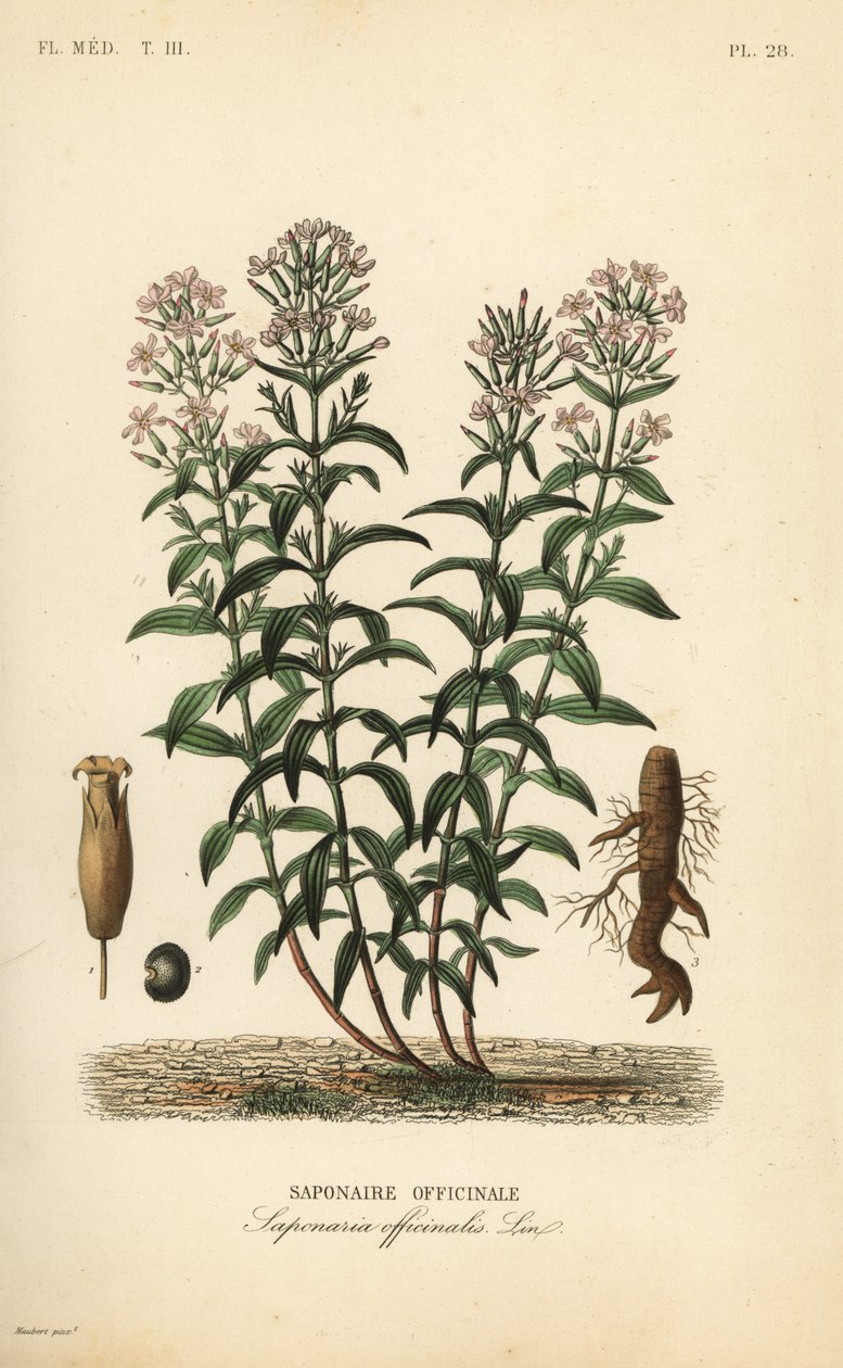 Zeepkruid of zeepkruid, Saponaria officinalis door Unbekannt