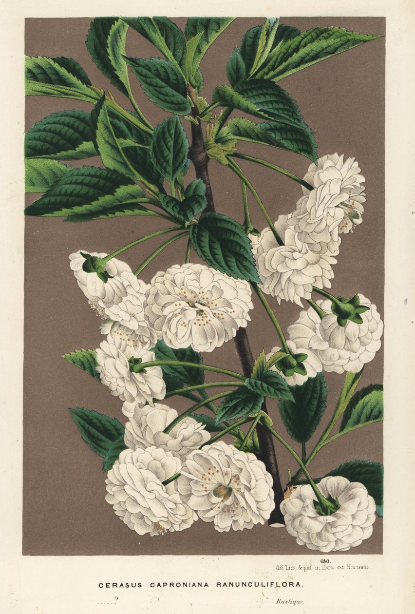 Zure kersenboom, Prunus cerasus (caproniana ranunculiflora). Handgekleurde lithografie uit Louis van Houtte en Charles Lemaire