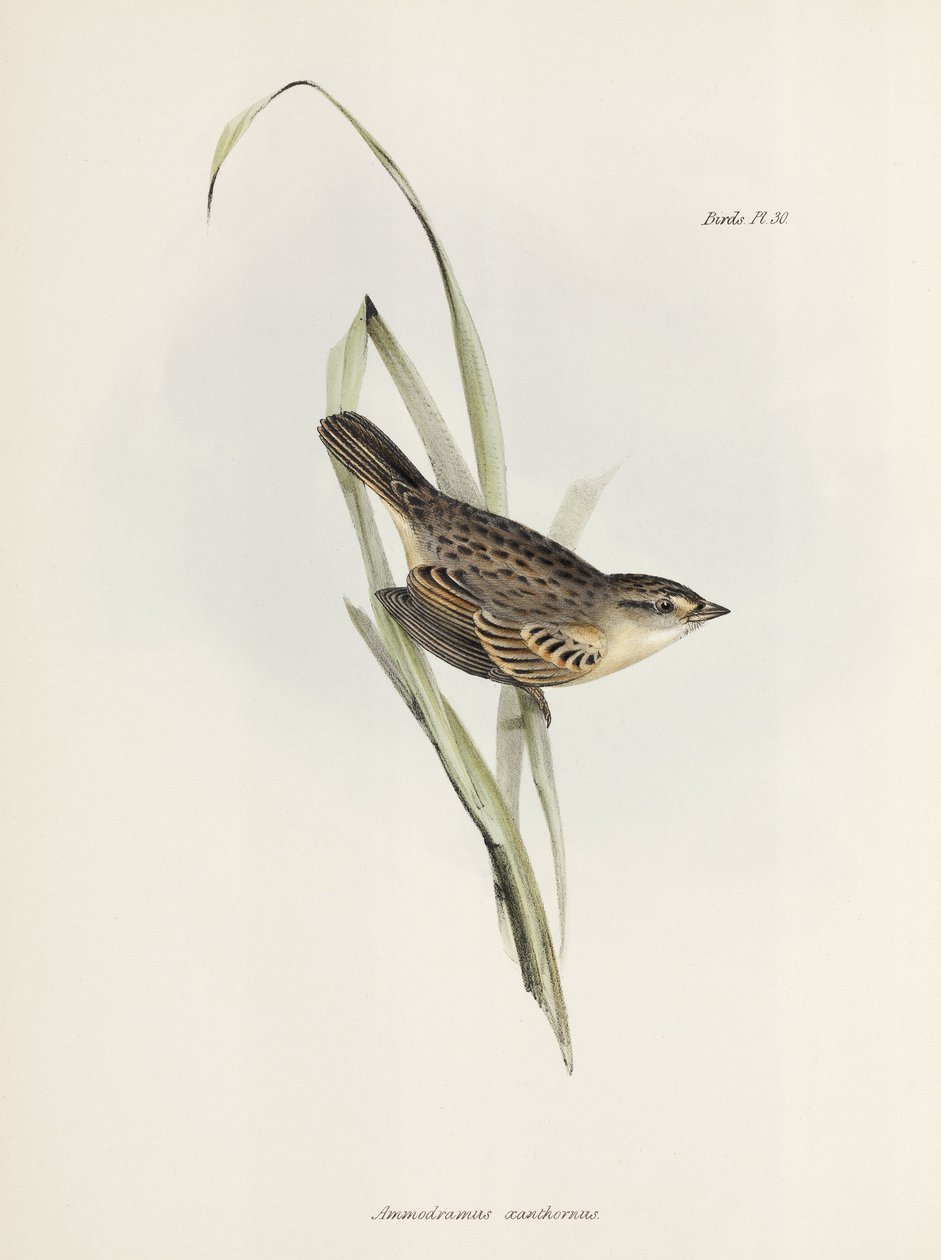 Mussen of vinken, ca. 1832-1836 door Unbekannter Künstler