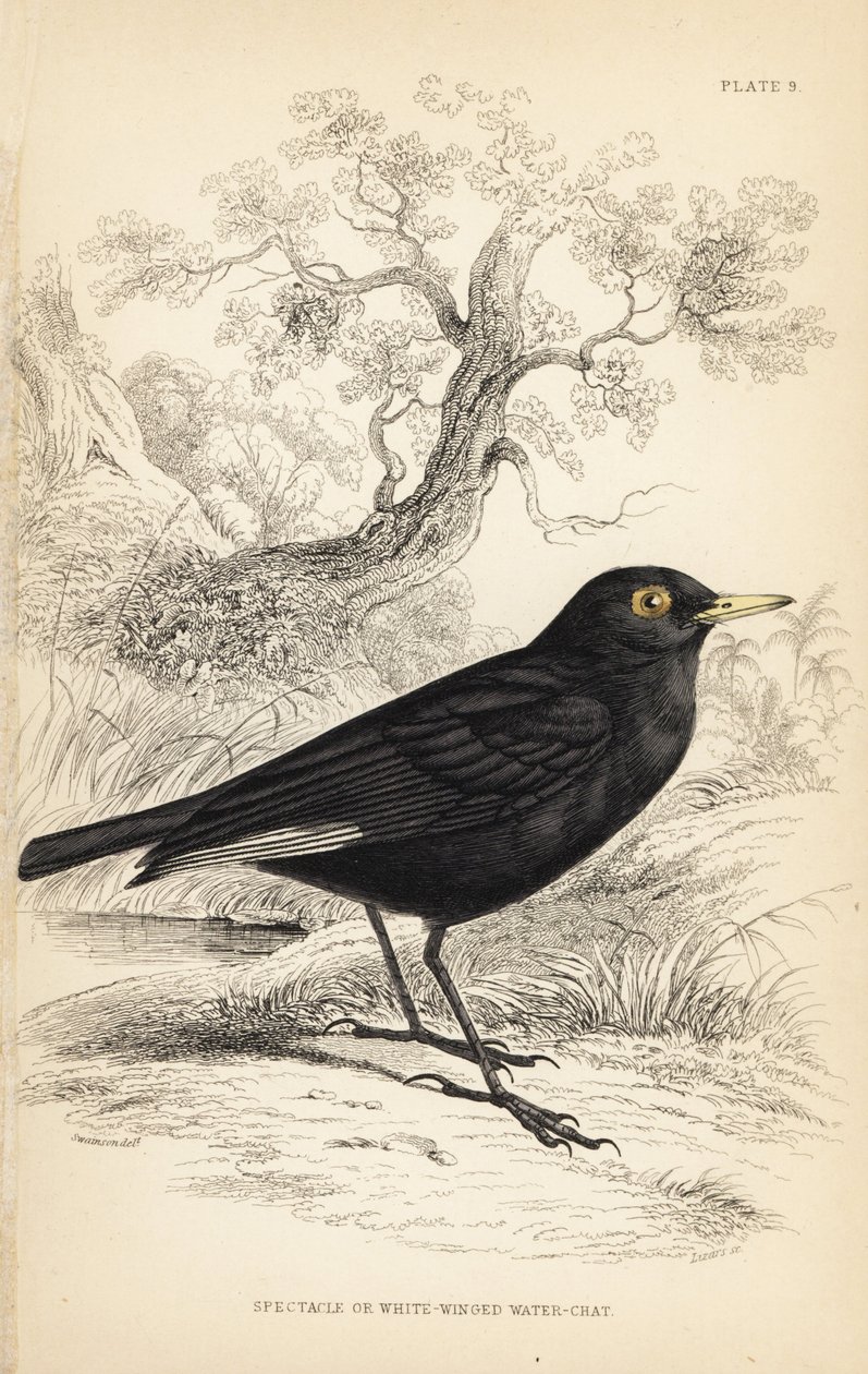 Bril-tyrant. Handgekleurde staalgravure door William Lizars naar een illustratie van William Swainson uit Sir William Jardine