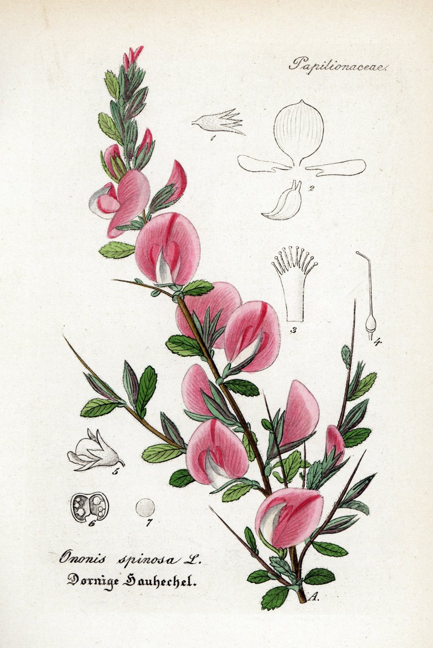 Stekelige klaver, Ononis spinosa. Handgekleurde kopergravure uit Dr. Willibald Artus