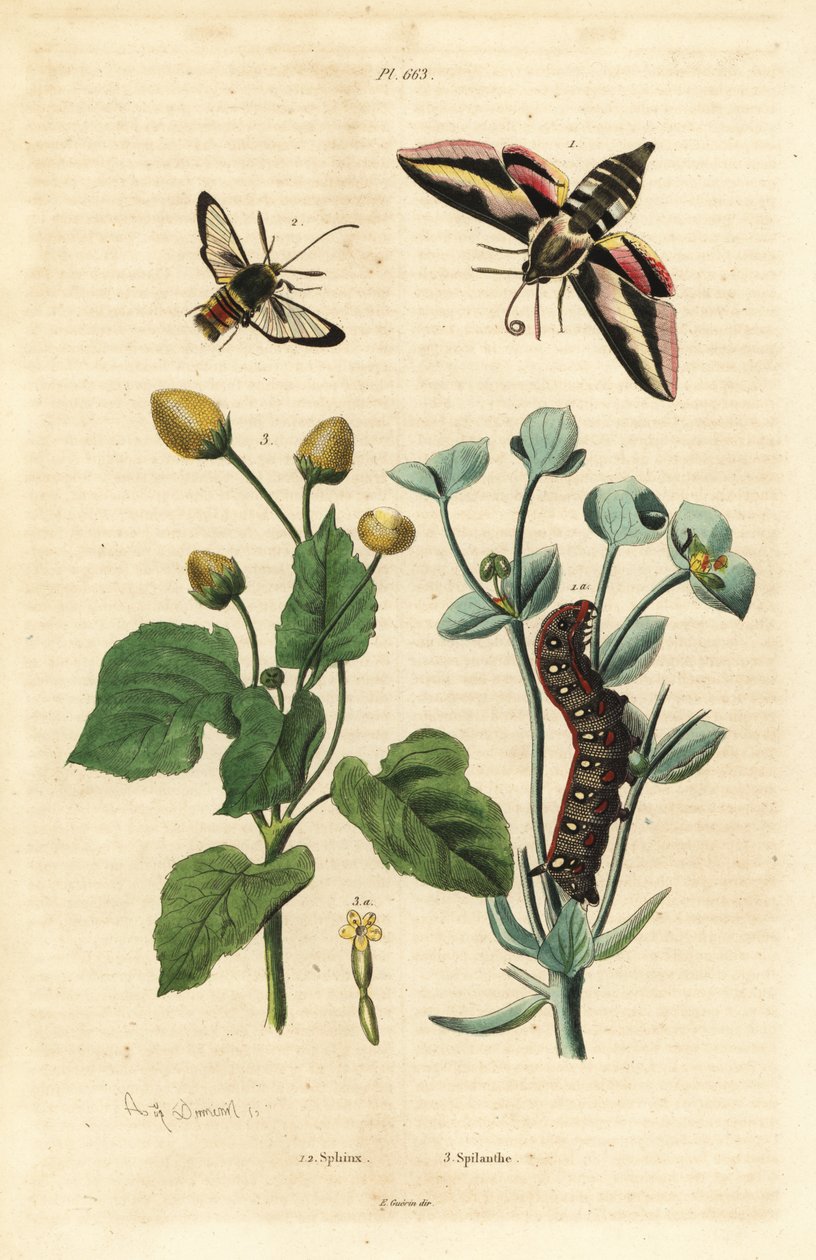 Wolfsmelkpijlstaart, Hyles euphorbiae, en rups, horzelmot, Sesia apiformis, en tandpijnplant, Spilanthes soorten door Unbekannt