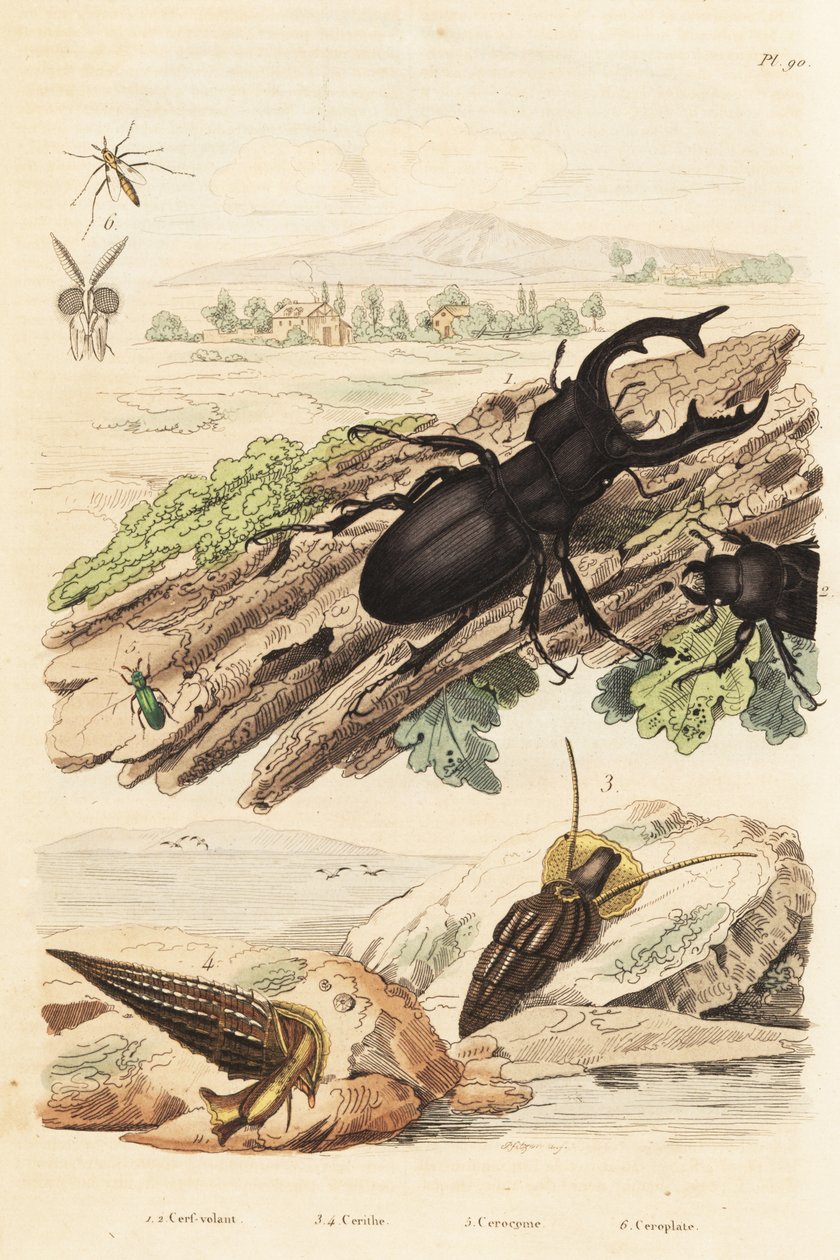 Vliegend hert, Lucanus cervus, Cerithium sulcatum en Rhinoclavis aspera weekdieren, Cerocoma elateroides en Keroplatus tipuloides wesp door Unbekannt