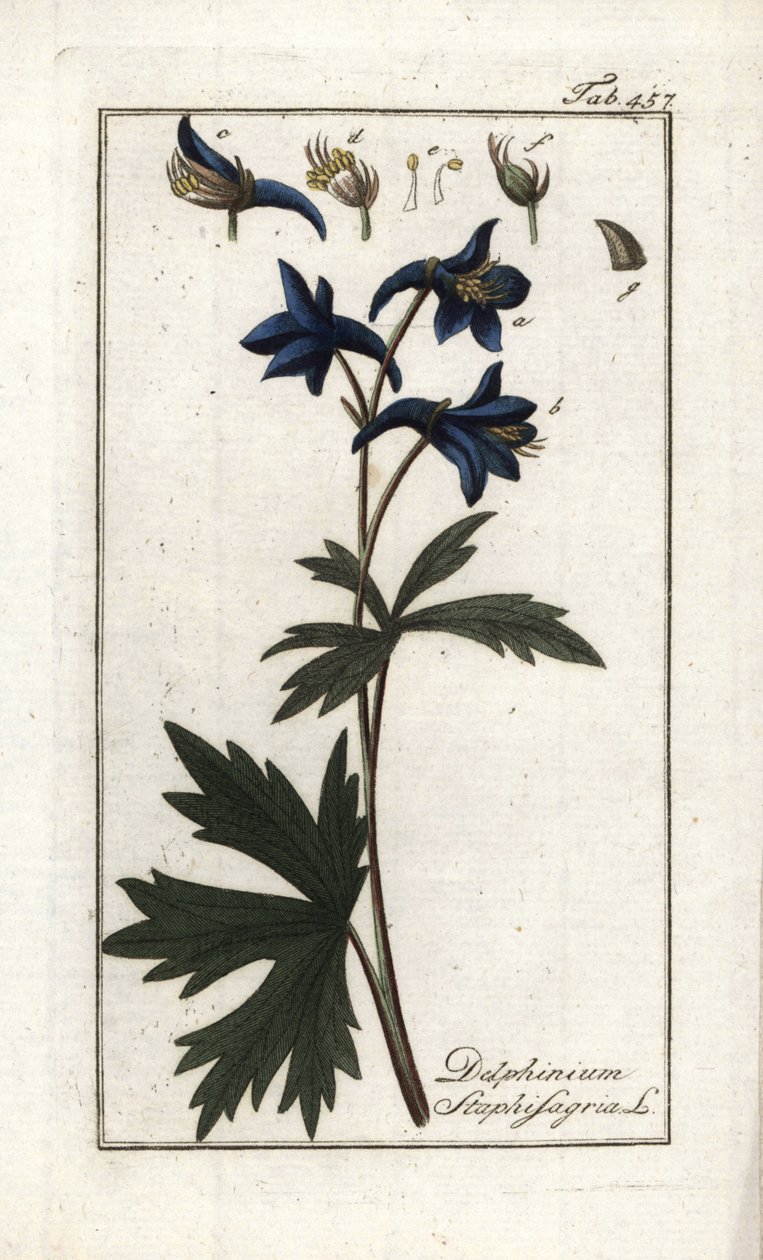 Staphisegar of kruid met luizen, jichtgras of wilde druif (Delphinium staphisagria). Lithografie uit “Afbeelding der Artseny-Gewassen” door Johannes Zorn (1739-1799), Nederland door Unbekannter Künstler