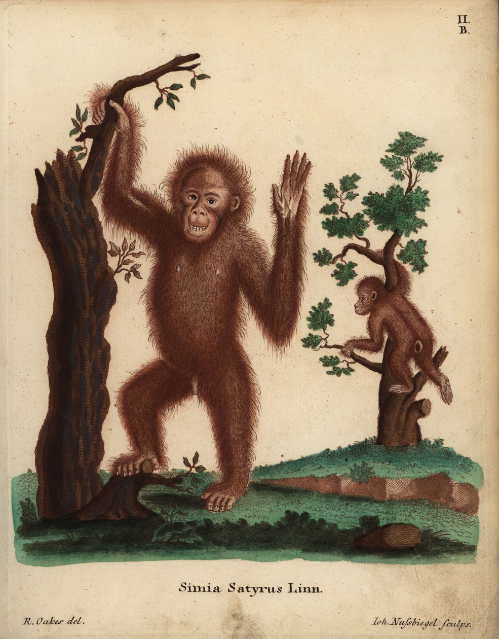 Sumatraanse orang-oetan, Pongo abelii. Ernstig bedreigd. Simia satyrus Linn. Handgekleurde kopergravure door Johann Nussbiegel naar een illustratie van R. Oakes uit Johann Christian Daniel Schreber
