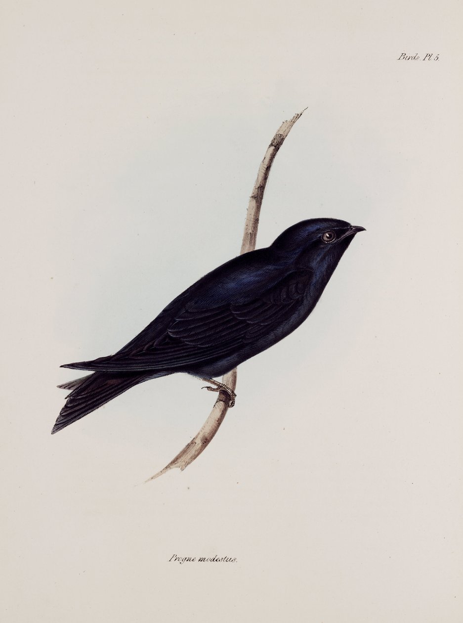 Zwaluw of martin, Zuid-Amerika, ca. 1832-1836 door Unbekannt