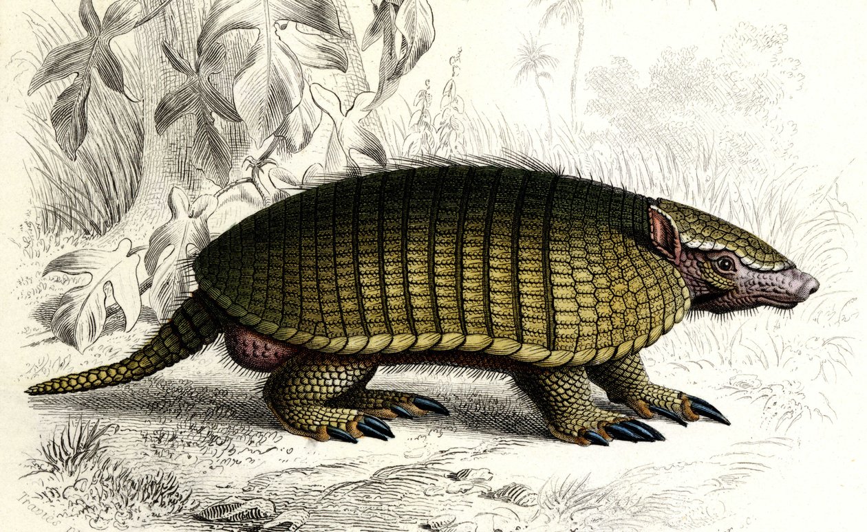 Tatou Encoubrt (Dasypus sexeinetus), edentate zoogdieren. In "Dictionnaire universel d