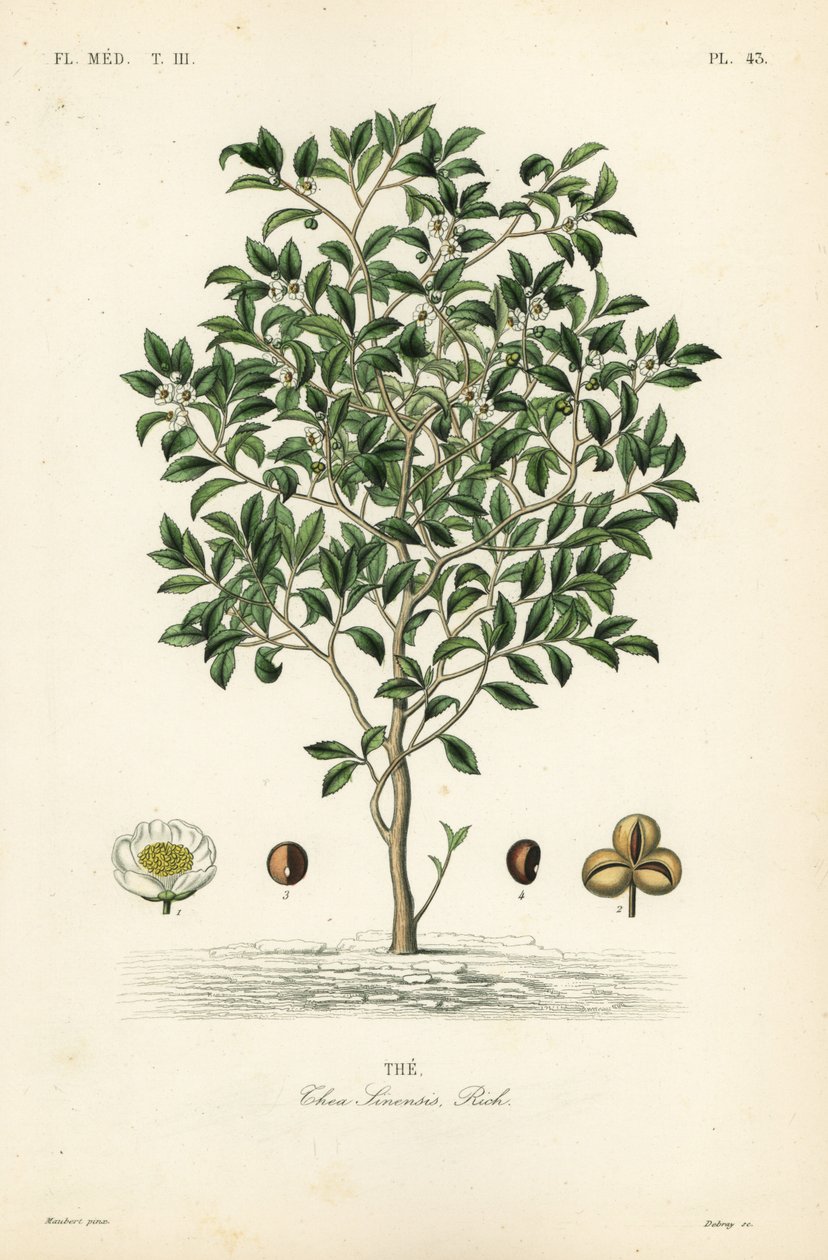 Theeboom of theeplant, Camellia sinensis, Thea sinensis, the door Unbekannt