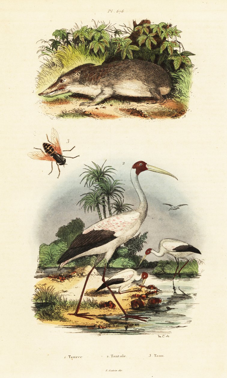 Tenrek, ooievaar en paardenvlieg, 1834-1839 (gravure) door Unbekannter Künstler