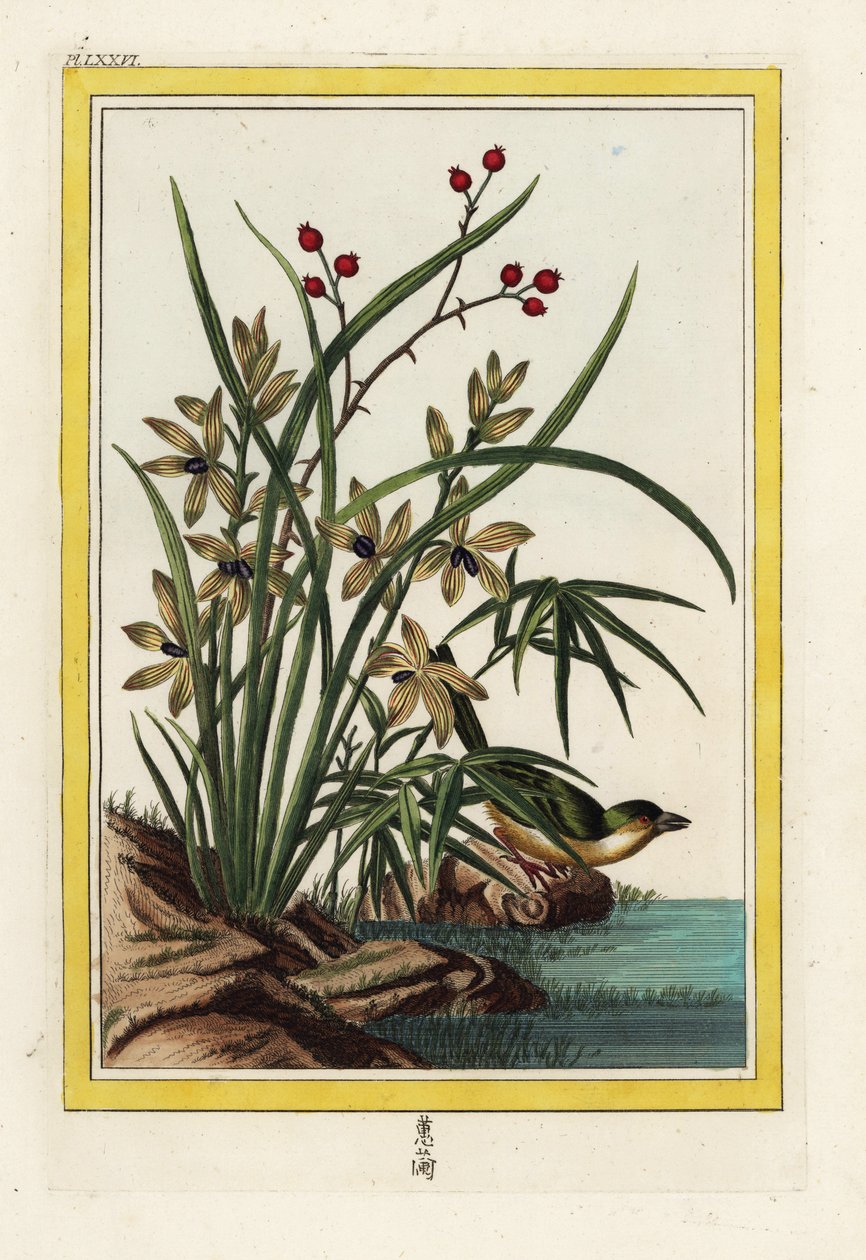 De Elleborin van China. Helleborine orchidee, Cephalanthera longifolia. Handgekleurde ets uit Pierre Joseph Buchoz 