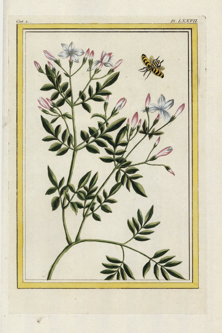 De Spaanse Jasmijn. Spaanse jasmijn, Jasminum grandiflorum. Handgekleurde ets uit Pierre Joseph Buchoz 