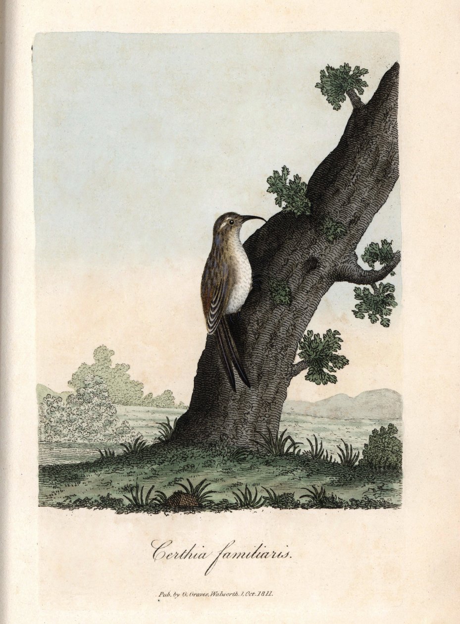 De klimmer van de bossen. Gekleurde kopergravure door George Graves, in British Ornithology door Unbekannter Künstler