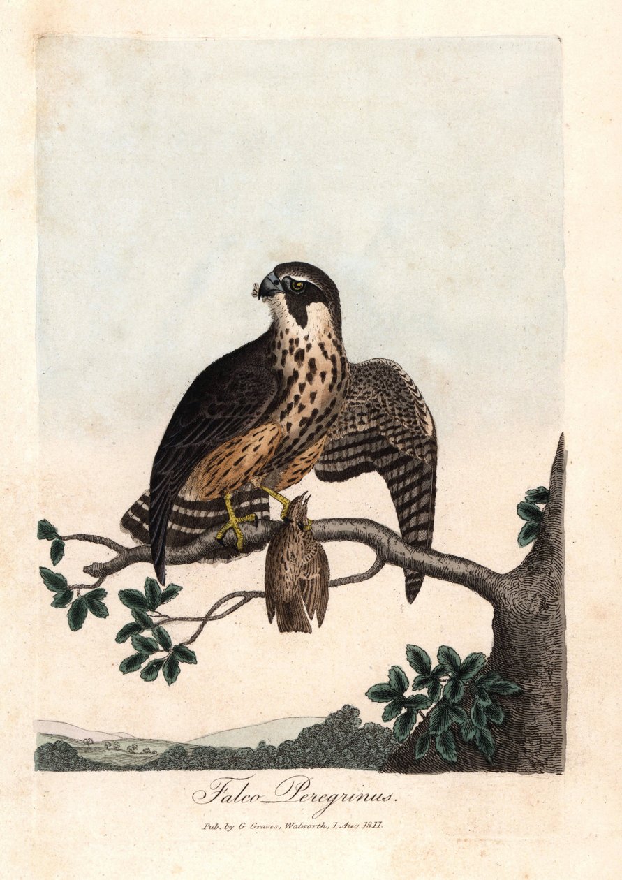 De pelgrimsvalk - British Ornithology door Unbekannter Künstler
