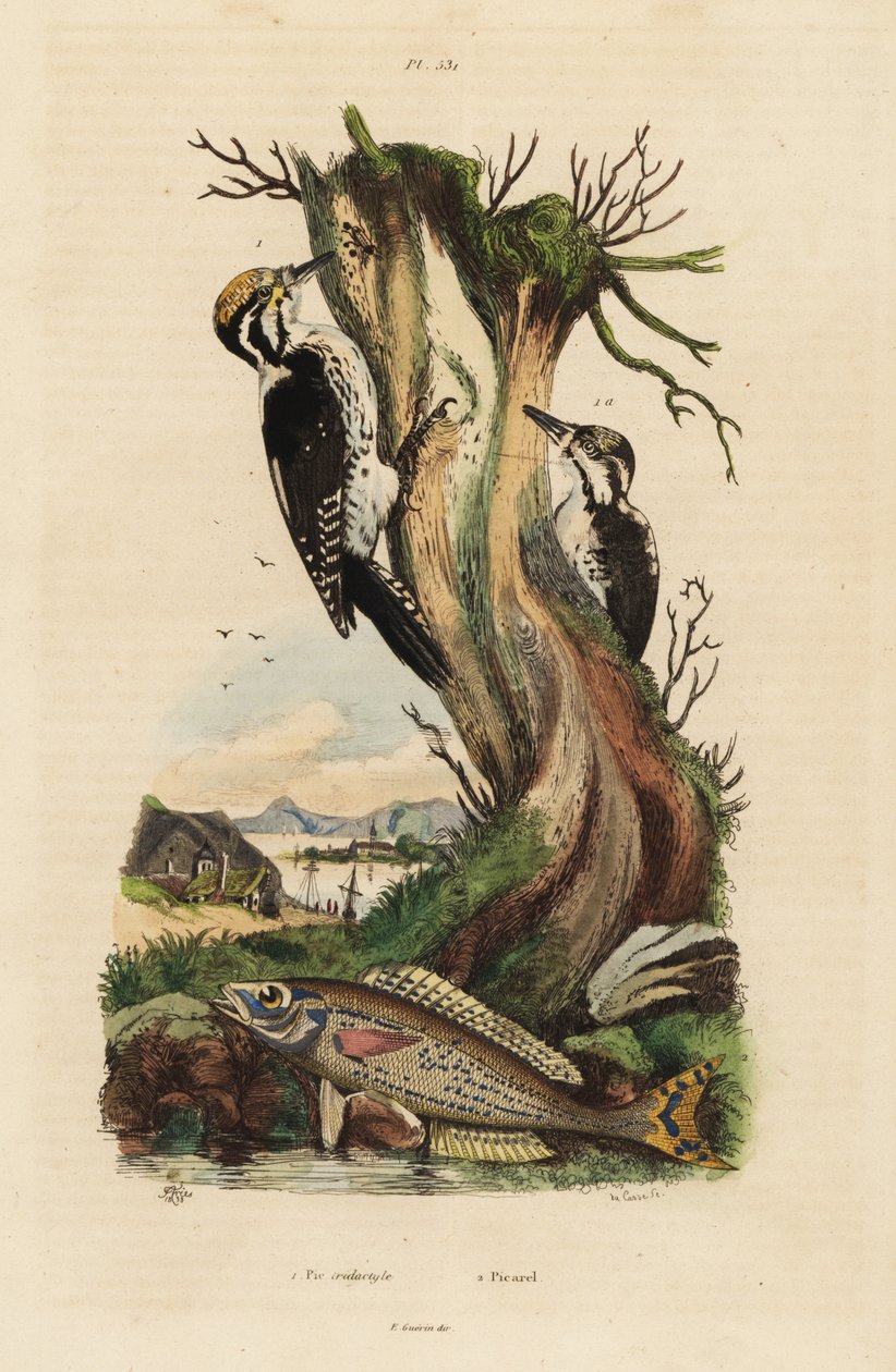 Drieteenspecht, Picoides tridactylus, en picarel, Spicara smaris door Unbekannt