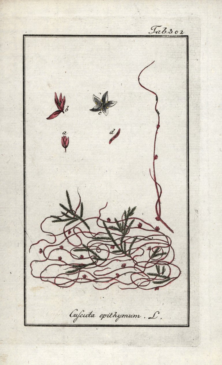 Tijm cuscute of kleine bloem cuscute (Cuscuta epithymum). Lithografie uit “Afbeelding der Artseny-Gewassen” door Johannes Zorn (1739-1799), Nederland door Unbekannter Künstler