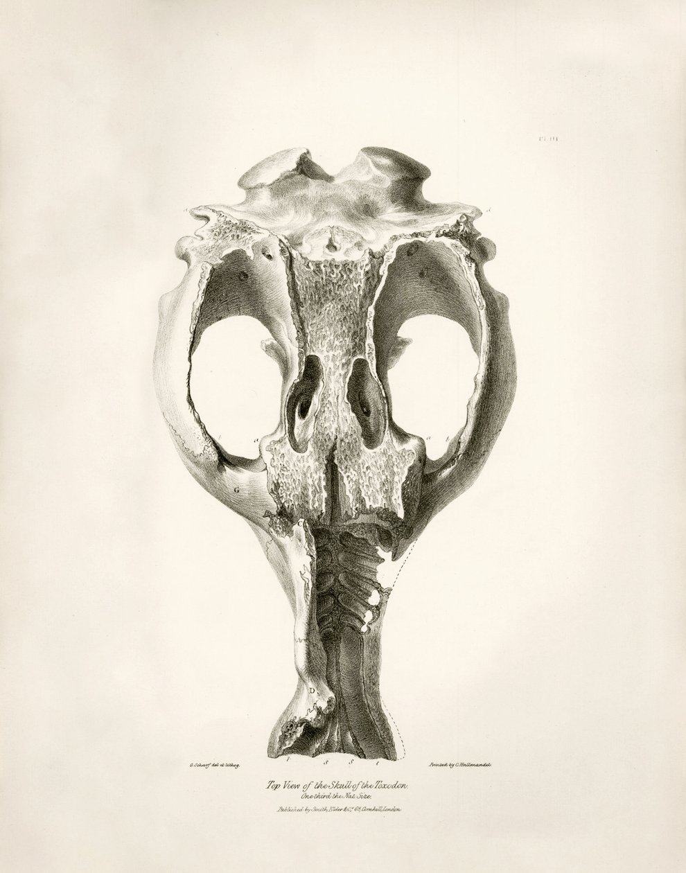 Toxodon Crane, een prehistorisch dier gevonden door Charles Darwin nabij Montevideo, Uruguay tijdens zijn ontdekkingsreis aan boord van de Beagle. The Zoology of the voyage of H.M.S. Beagle onder het bevel van kapitein Fitzroy tijdens de jaren 1832 tot 183 door Unbekannter Künstler