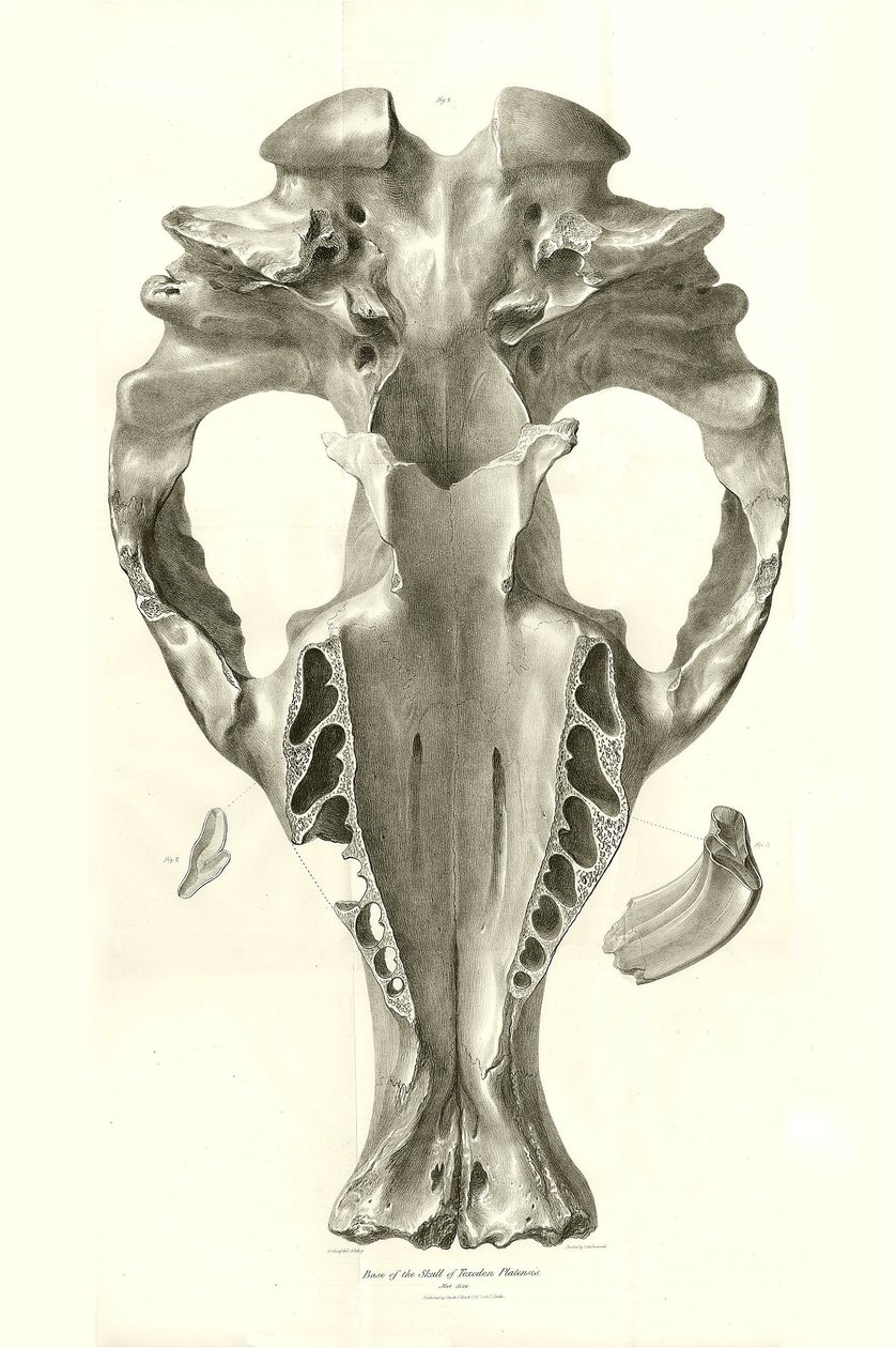 Toxodon Crane, een prehistorisch dier gevonden door Charles Darwin nabij Montevideo, Uruguay tijdens zijn ontdekkingsreis aan boord van de Beagle. The Zoology of the voyage of H.M.S. Beagle onder het bevel van kapitein Fitzroy tijdens de jaren 1832 tot 183 door Unbekannter Künstler