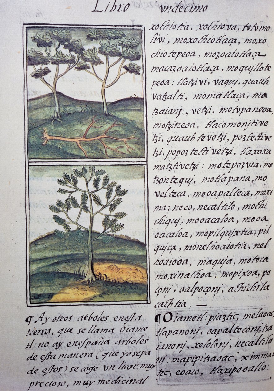Bomen, wilde cipressen en sparren, pagina uit de Florentijnse Codex, tweetalige versie in Spaans en Nahuatl, Algemene Geschiedenis van de Dingen van Nieuw-Spanje door William M. Timlin