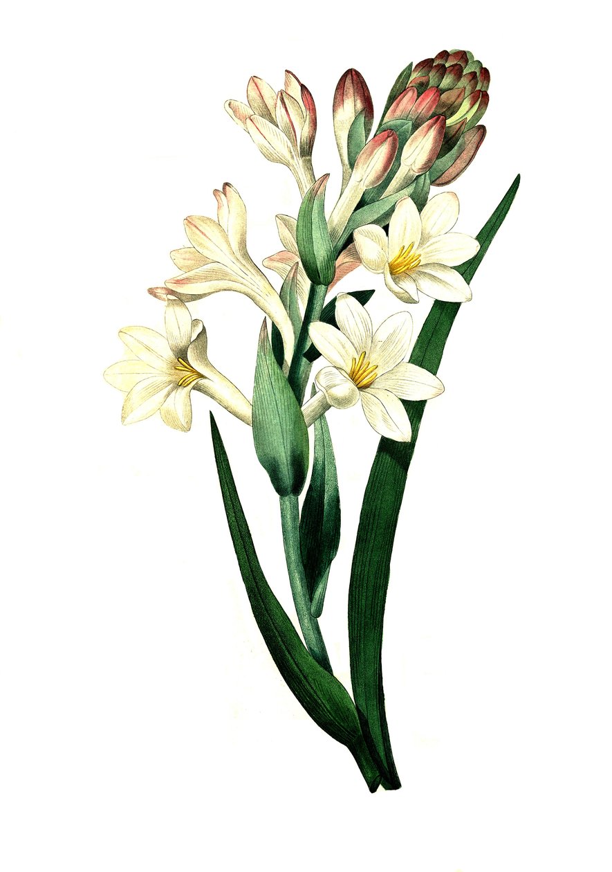 Tuberose, Agave amica (Agave polianthes), digitale reproductie van een origineel kunstwerk uit de 18e eeuw door Unbekannter Künstler