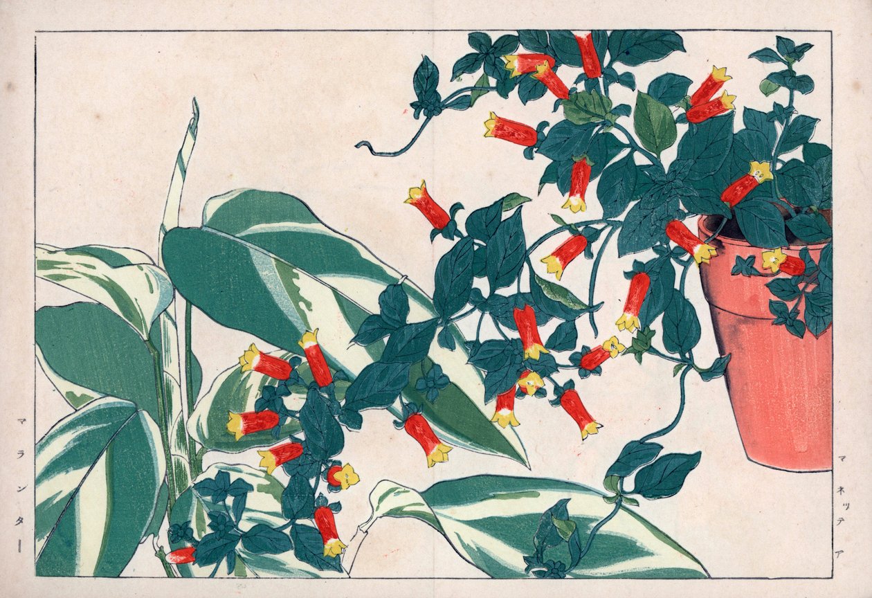 Tweekleurige manettie in pot en dicadame of kruid met pijlen. Vuurwerkklimplant, Manettia bicolor, in een bloempot en pijlwortel, Maranta arundinacea. Handgekleurde houtsnede uit Konan Tanigami