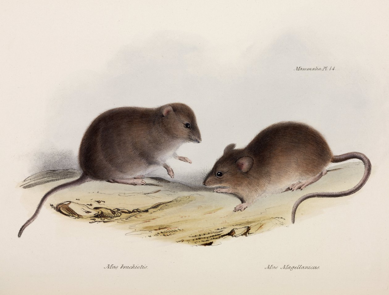 Twee soorten muis, Zuid-Amerika, ca. 1832-1836 door Unbekannt