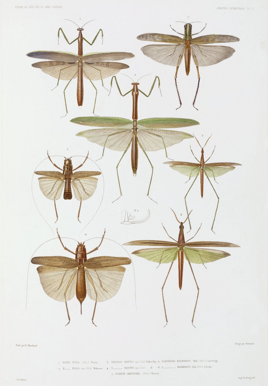 Soorten insecten, Australië en Indonesië door Unbekannter Künstler