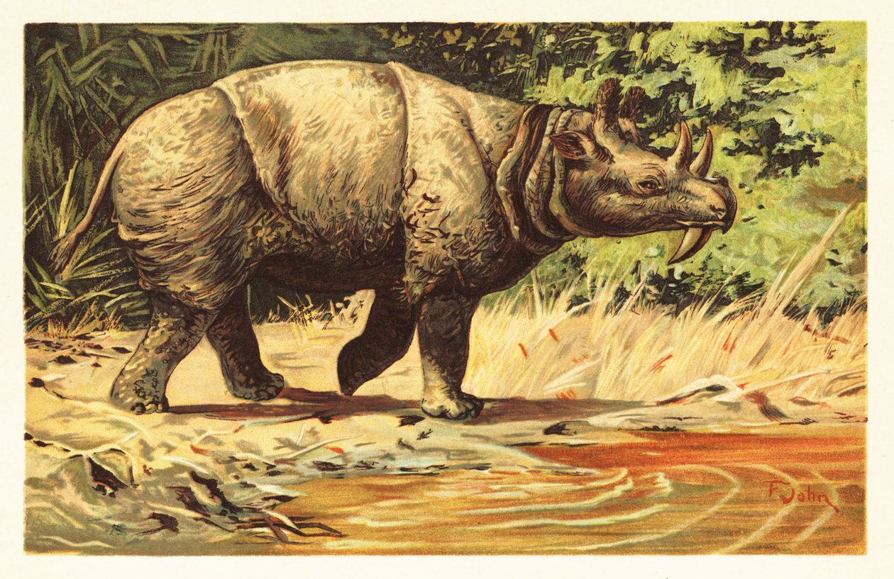 Uintatherium anceps, uitgestorven herbivoor zoogdier van het Eoceen, 1908 door Unbekannter Künstler