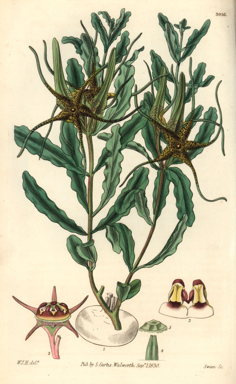 Variëteit door Brachystelma (Brachystelma crispum) door Unbekannter Künstler
